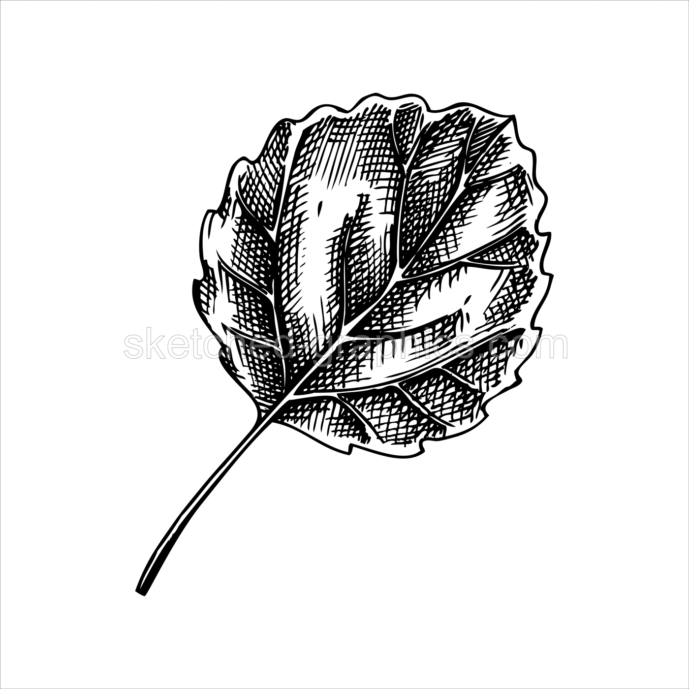 Decorative autumn leaf sketch. Aspen tree foliage sketch. Hand drawn botanical element in sketched style. Fall leaves illustrations. For Thanksgiving day design. Illustration